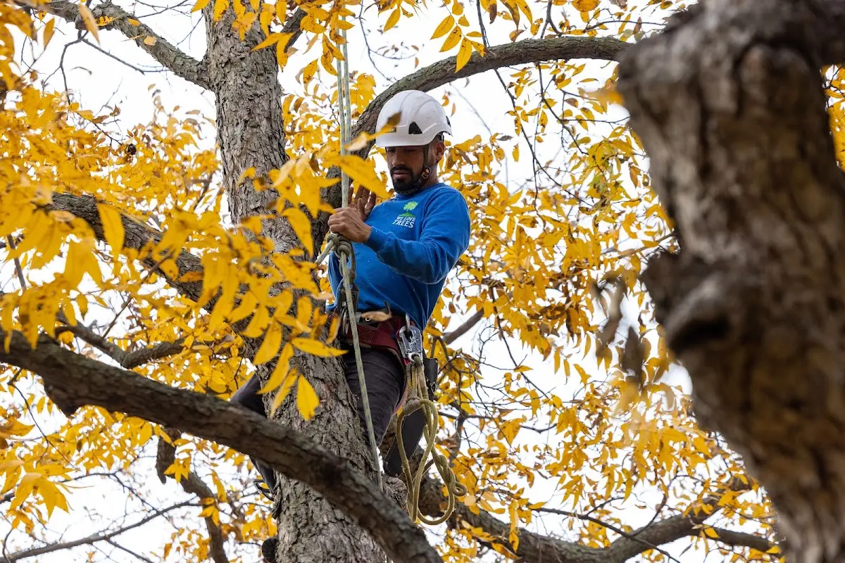 Skilled Tree Transplanting crew working in Carver
