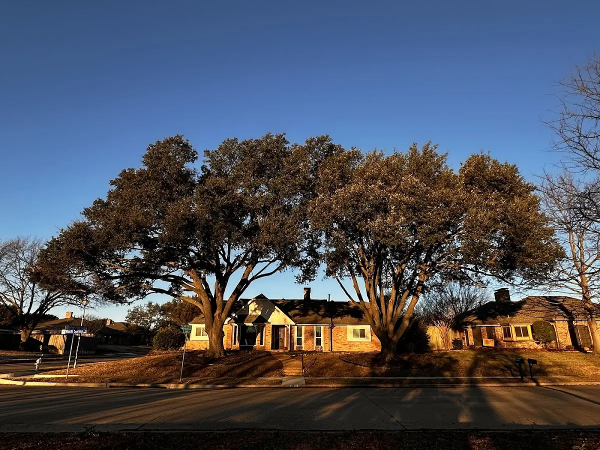 Established residential canopy tree shading a home in Carver